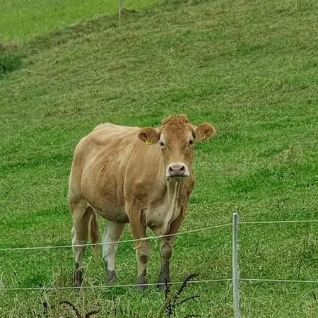 Am Siegelbaechle Berg Blickt