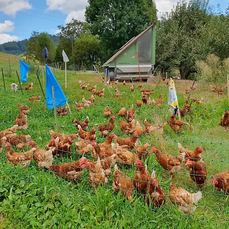 Am Siegelbaechle Berg Blickt Appartement Siegelau