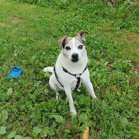 Appartement Am Siegelbaechle Berg Blickt Siegelau