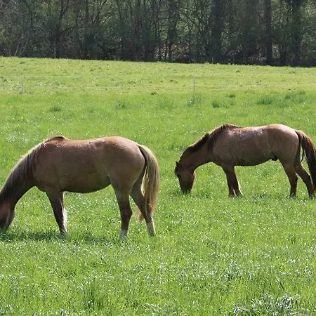 Am Siegelbaechle Berg Blickt Appartement *