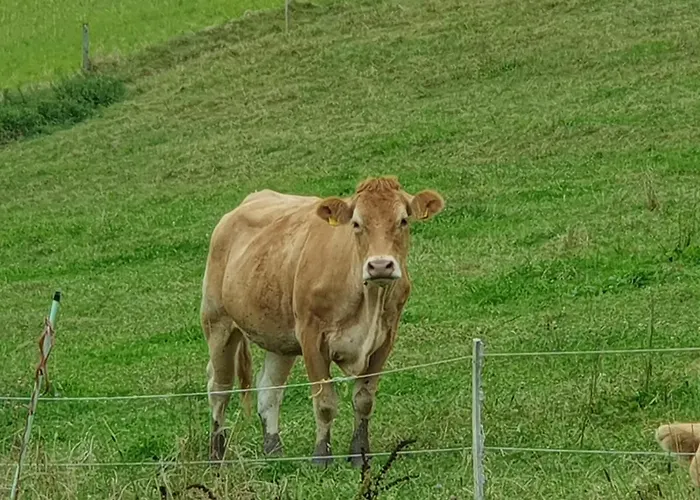 Am Siegelbaechle Berg Blickt