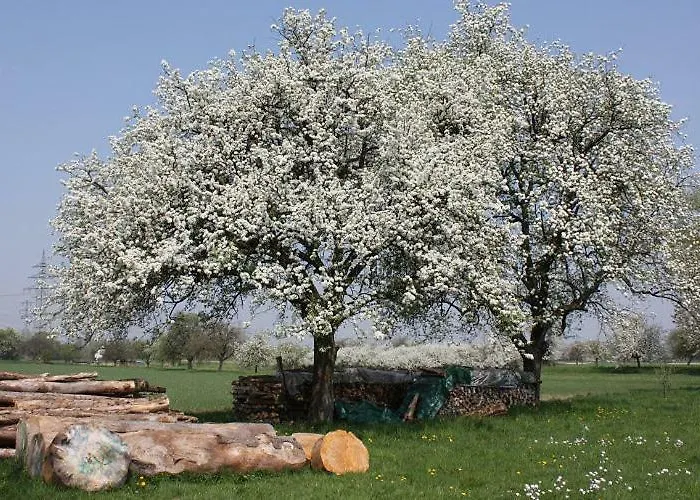 Am Siegelbaechle Berg Blickt Siegelau